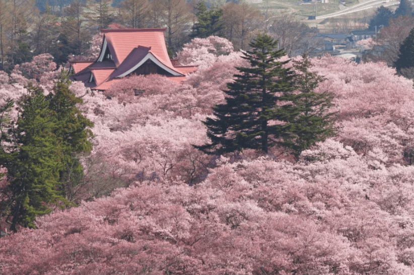 長野賞櫻景點｜1. 高遠城址公園